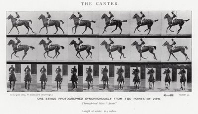 Eadweard Muybridge: The Canter (černobílá fotografie) od Eadweard Muybridge