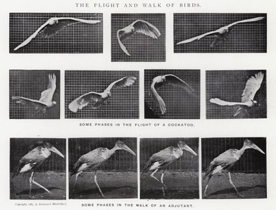 Eadweard Muybridge: The Flight and Walk of Birds (černobílá fotografie) od Eadweard Muybridge