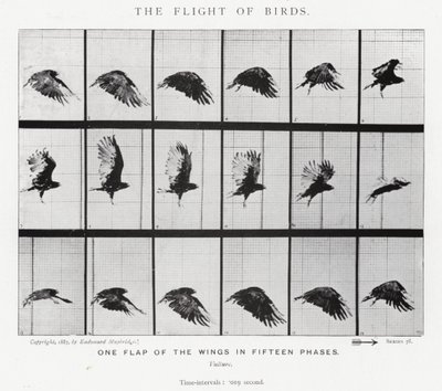 Eadweard Muybridge: The Flight of Birds (č/b foto) od Eadweard Muybridge