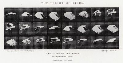 Eadweard Muybridge: The Flight of Birds (č/b foto) od Eadweard Muybridge