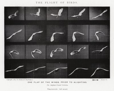 Eadweard Muybridge: The Flight of Birds (č/b foto) od Eadweard Muybridge