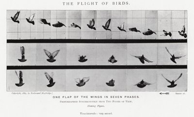 Eadweard Muybridge: The Flight of Birds (č/b foto) od Eadweard Muybridge