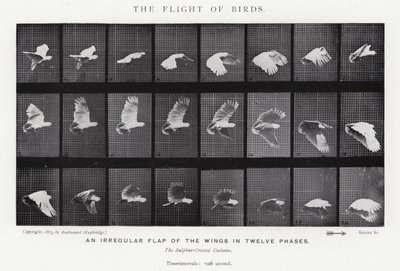 Eadweard Muybridge: The Flight of Birds (č/b foto) od Eadweard Muybridge