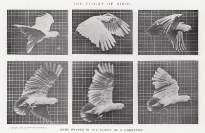 Eadweard Muybridge: The Flight of Birds (č/b foto) od Eadweard Muybridge