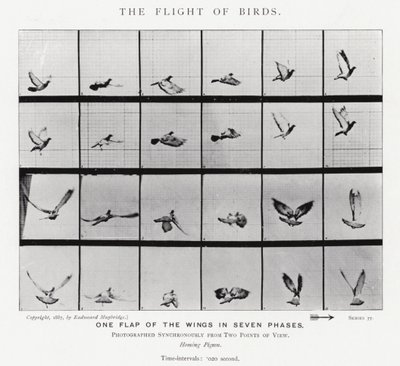Eadweard Muybridge: The Flight of Birds (č/b foto) od Eadweard Muybridge