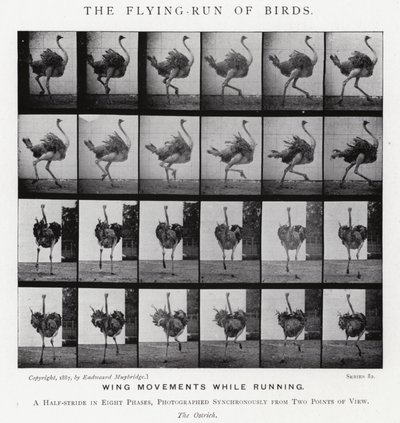 Eadweard Muybridge: The Flying-Run of Birds (č/b foto) od Eadweard Muybridge