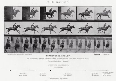 Eadweard Muybridge: The Gallop (černobílá fotografie) od Eadweard Muybridge