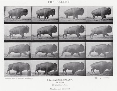 Eadweard Muybridge: The Gallop (černobílá fotografie) od Eadweard Muybridge