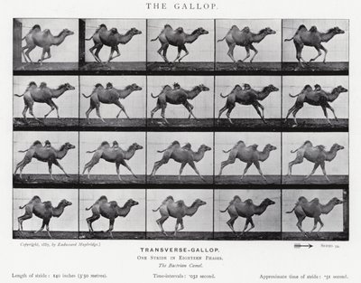 Eadweard Muybridge: The Gallop (černobílá fotografie) od Eadweard Muybridge