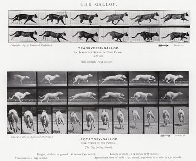 Eadweard Muybridge: The Gallop (černobílá fotografie) od Eadweard Muybridge