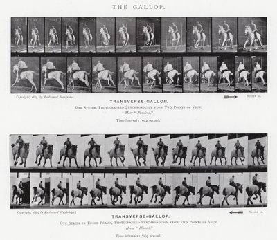 Eadweard Muybridge: The Gallop (černobílá fotografie) od Eadweard Muybridge