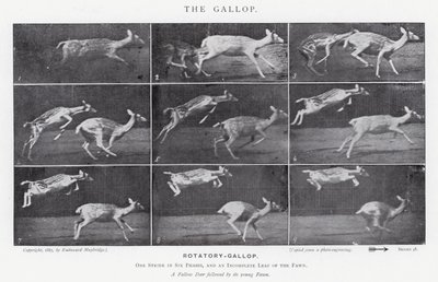Eadweard Muybridge: The Gallop (černobílá fotografie) od Eadweard Muybridge