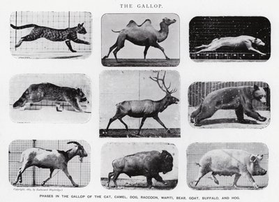 Eadweard Muybridge: The Gallop (černobílá fotografie) od Eadweard Muybridge