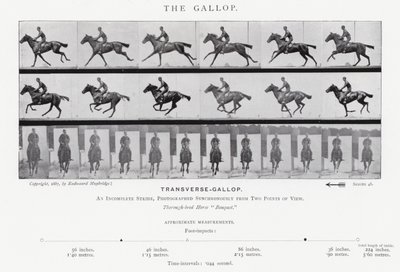 Eadweard Muybridge: The Gallop (černobílá fotografie) od Eadweard Muybridge