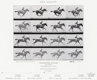 Eadweard Muybridge: The Gallop (černobílá fotografie) od Eadweard Muybridge