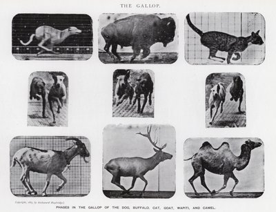 Eadweard Muybridge: The Gallop (černobílá fotografie) od Eadweard Muybridge