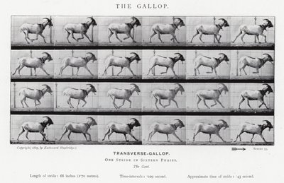 Eadweard Muybridge: The Gallop (černobílá fotografie) od Eadweard Muybridge
