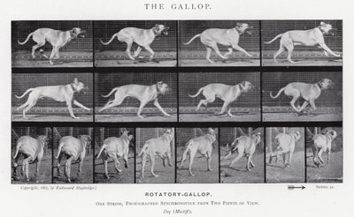 Eadweard Muybridge: The Gallop (černobílá fotografie) od Eadweard Muybridge