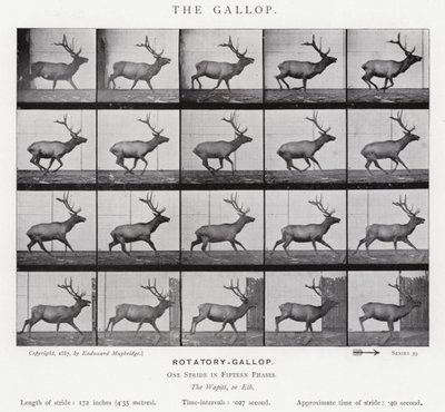 Eadweard Muybridge: The Gallop (černobílá fotografie) od Eadweard Muybridge