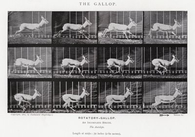 Eadweard Muybridge: The Gallop (černobílá fotografie) od Eadweard Muybridge