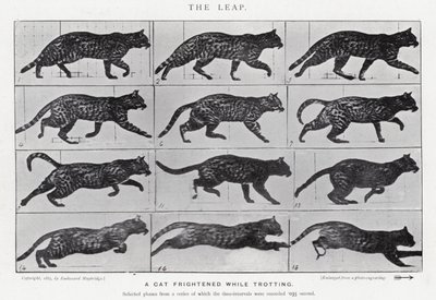 Eadweard Muybridge: The Leap (černobílá fotografie) od Eadweard Muybridge