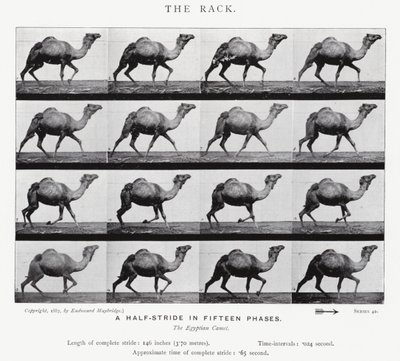 Eadweard Muybridge: The Rack (černobílá fotografie) od Eadweard Muybridge