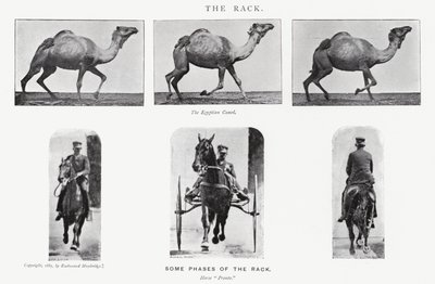 Eadweard Muybridge: The Rack od Eadweard Muybridge