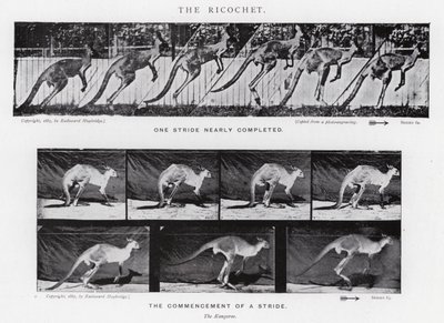 Eadweard Muybridge: The Ricochet (černobílá fotografie) od Eadweard Muybridge