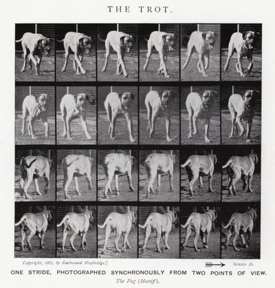 Eadweard Muybridge: Klus (černobílá fotografie) od Eadweard Muybridge