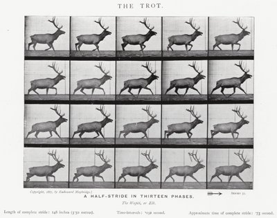 Eadweard Muybridge: Klus (černobílá fotografie) od Eadweard Muybridge
