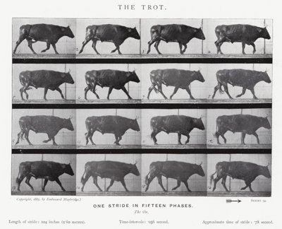 Eadweard Muybridge: Klus (černobílá fotografie) od Eadweard Muybridge