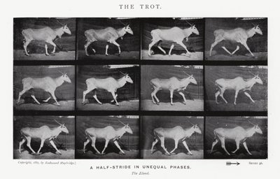 Eadweard Muybridge: Klus (černobílá fotografie) od Eadweard Muybridge