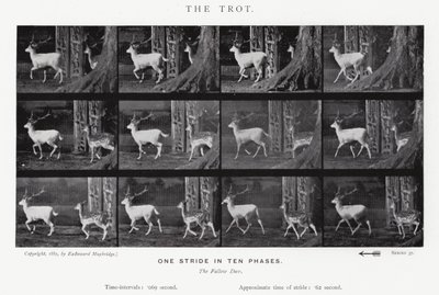 Eadweard Muybridge: Klus (černobílá fotografie) od Eadweard Muybridge