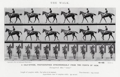Eadweard Muybridge: The Walk (černobílá fotografie) od Eadweard Muybridge