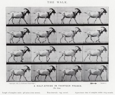 Eadweard Muybridge: The Walk (černobílá fotografie) od Eadweard Muybridge