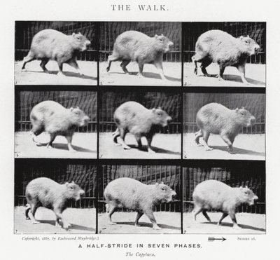 Eadweard Muybridge: The Walk (černobílá fotografie) od Eadweard Muybridge