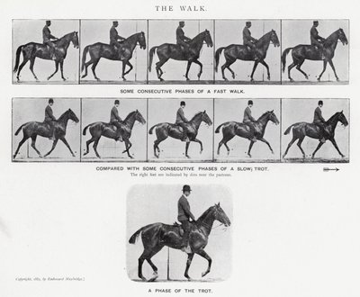 Eadweard Muybridge: The Walk (černobílá fotografie) od Eadweard Muybridge