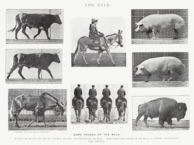 Eadweard Muybridge: The Walk (černobílá fotografie) od Eadweard Muybridge