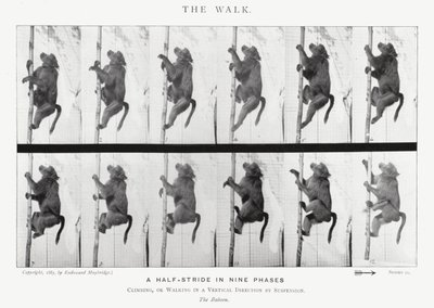 Eadweard Muybridge: The Walk (černobílá fotografie) od Eadweard Muybridge