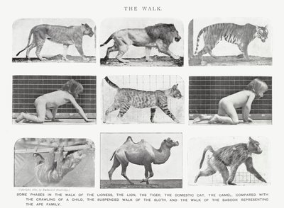 Eadweard Muybridge: The Walk (černobílá fotografie) od Eadweard Muybridge