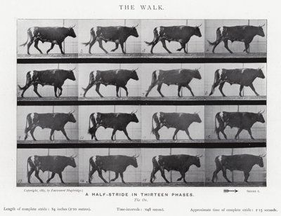 Eadweard Muybridge: The Walk (černobílá fotografie) od Eadweard Muybridge