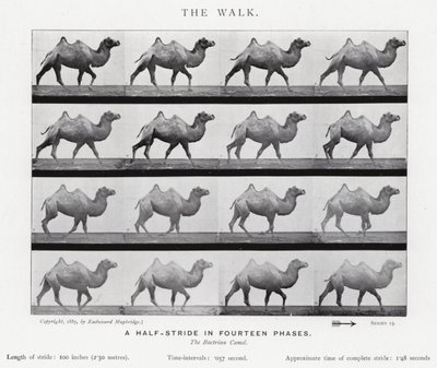 Eadweard Muybridge: The Walk (černobílá fotografie) od Eadweard Muybridge