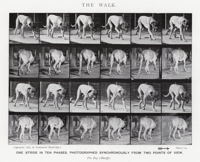 Eadweard Muybridge: The Walk (černobílá fotografie) od Eadweard Muybridge