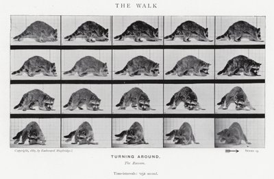 Eadweard Muybridge: The Walk (černobílá fotografie) od Eadweard Muybridge