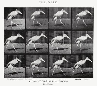 Eadweard Muybridge: The Walk (černobílá fotografie) od Eadweard Muybridge