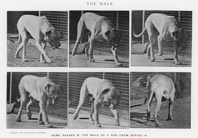 Eadweard Muybridge: The Walk (černobílá fotografie) od Eadweard Muybridge
