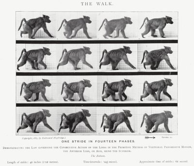 Eadweard Muybridge: The Walk (černobílá fotografie) od Eadweard Muybridge