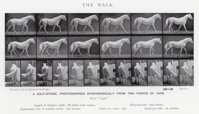Eadweard Muybridge: The Walk (černobílá fotografie) od Eadweard Muybridge