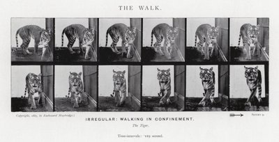 Eadweard Muybridge: The Walk (černobílá fotografie) od Eadweard Muybridge