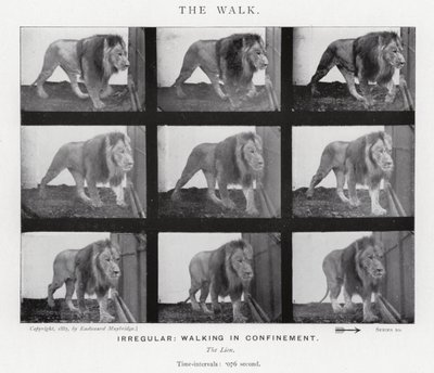 Eadweard Muybridge: The Walk (černobílá fotografie) od Eadweard Muybridge